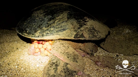 tortue tuée nuit