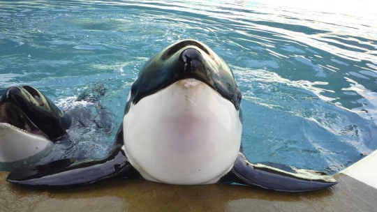 Espagne orques marineland transfert