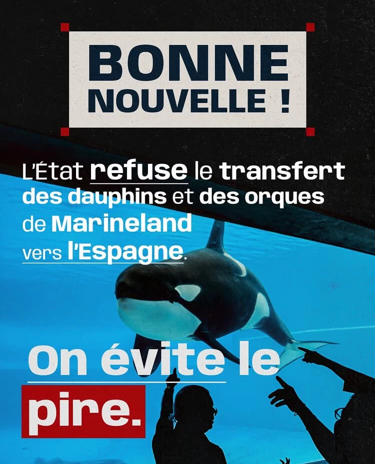 Bonne nouvelle refus transfert dauphins orques Marineland vers Espagne