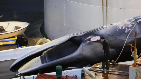 chasse à la baleine|chasse à la baleine|chasse à la baleine|chasse à la baleine