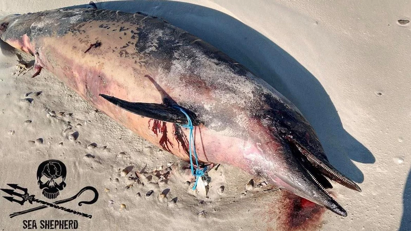 peche dauphin mer don|peche dauphin aide|Un bateau de pêche français tue DAUPHINS|peche dauphin mer defense don|peche dauphin mer ocean|peche dauphin mer france