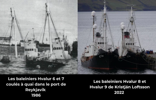 islande chasse à la baleine baleiniers