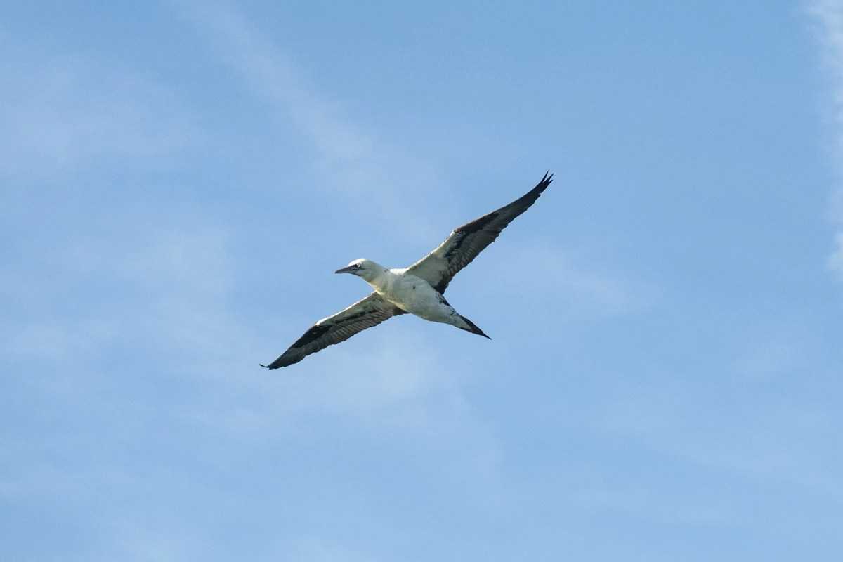 Dunkerque oiseaux mammifères marins éolien offshore|Dunkerque oiseaux mammifères marins éolien offshore|Dunkerque oiseaux mammifères marins éolien offshore|Dunkerque oiseaux mammifères marins éolien offshore|Dunkerque oiseaux mammifères marins éolien offshore