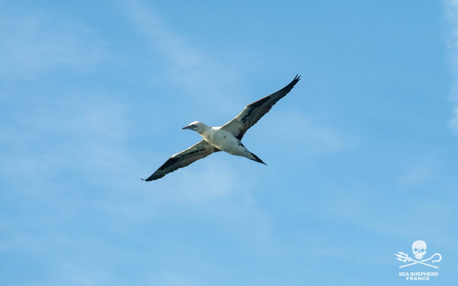 Dunkerque oiseaux mammifères marins éolien offshore|Dunkerque oiseaux mammifères marins éolien offshore|Dunkerque oiseaux mammifères marins éolien offshore|Dunkerque oiseaux mammifères marins éolien offshore|Dunkerque oiseaux mammifères marins éolien offshore