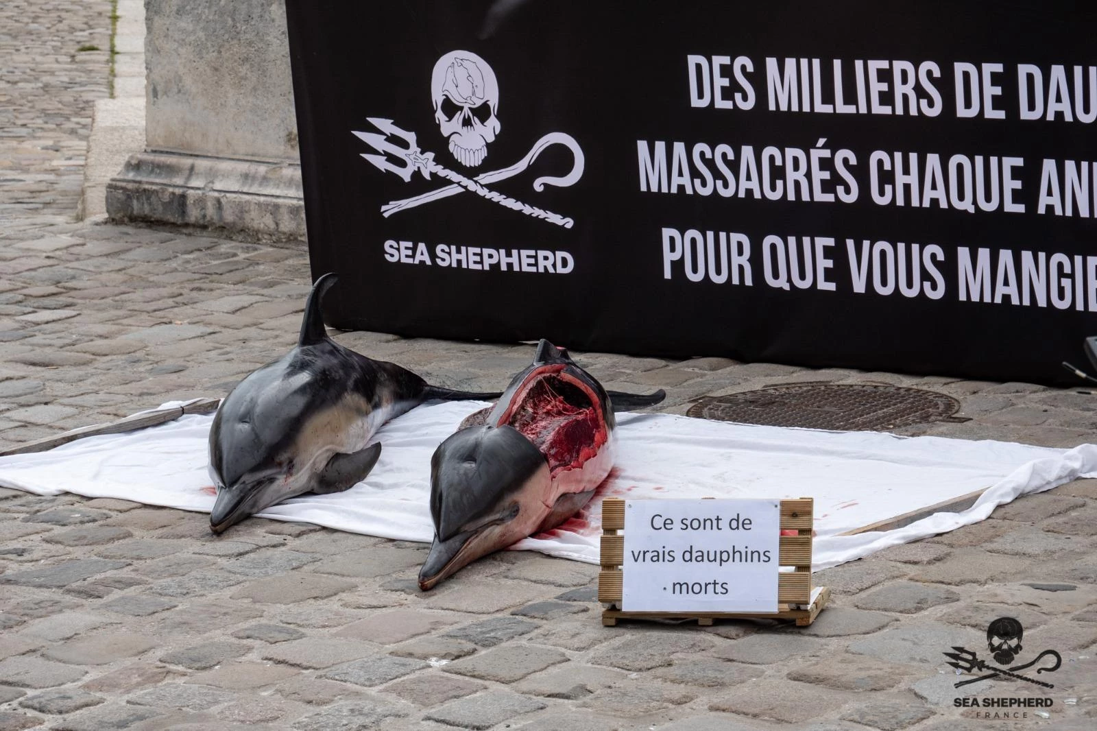 Exposition de dauphins morts