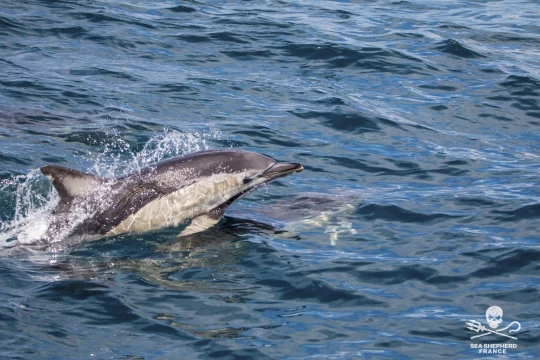 lettre ouverte pêcheurs espagnols dauphins chalutiers