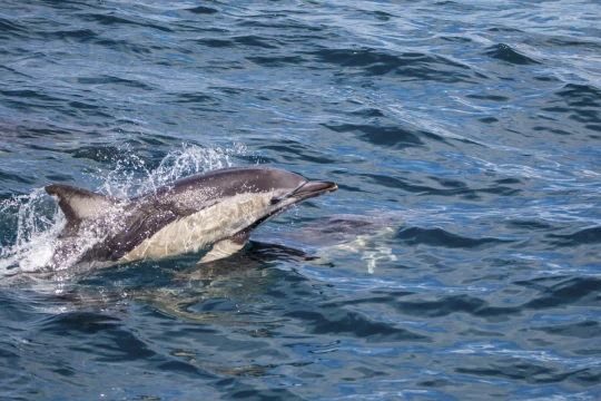 lettre ouverte pêcheurs espagnols dauphins chalutiers