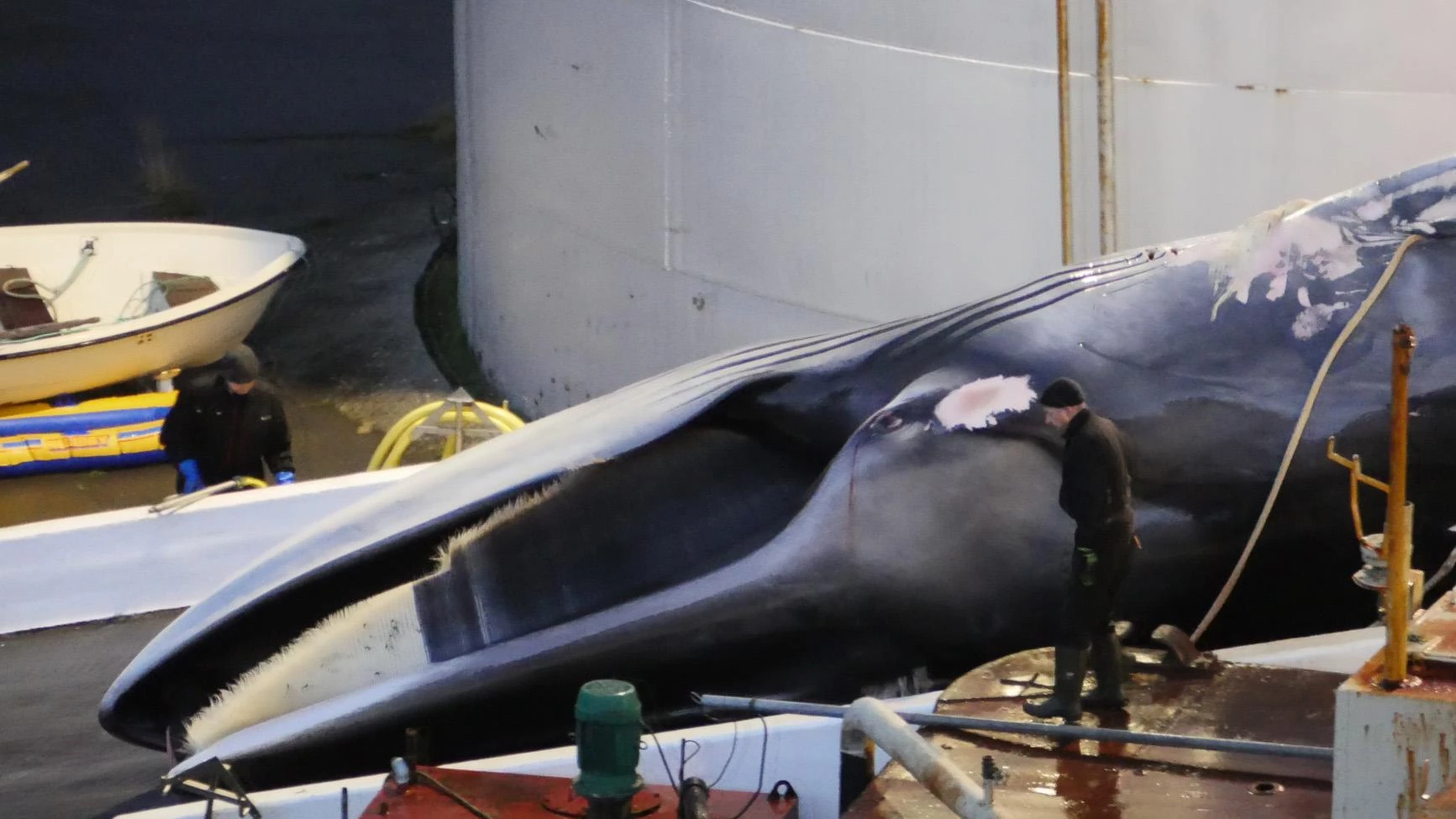 chasse à la baleine|chasse à la baleine|chasse à la baleine|chasse à la baleine