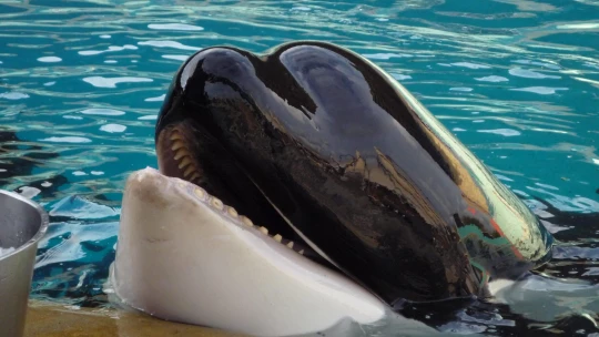 Marineland fermeture bien-être animal sanctuaire maltraitance