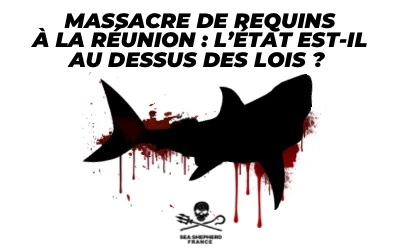 Massacre Requins La Réunion|Massacre Requins La Réunion