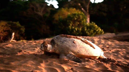 Nyamba Mayotte Braconnage tortues