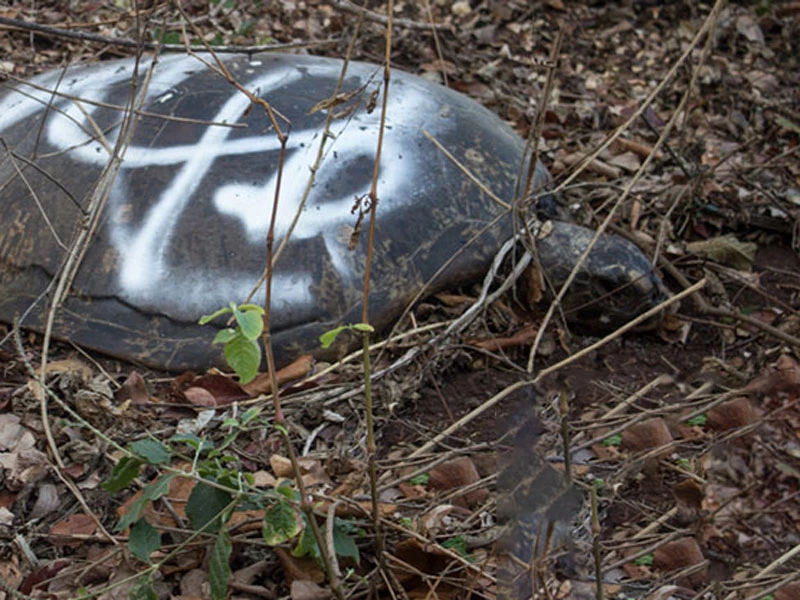 tortue tuée ile carapace association france nyamba conseil