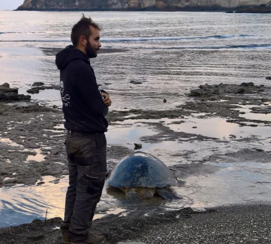 tortue tuée ile carapace association france