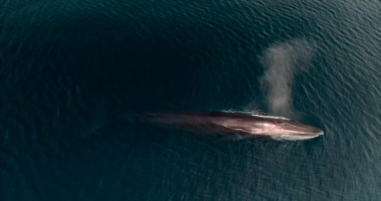 |islande chasse baleinière pastoureau|islande chasse baleinière pastoureau|islande chasse baleinière pastoureau|islande chasse baleinière pastoureau|