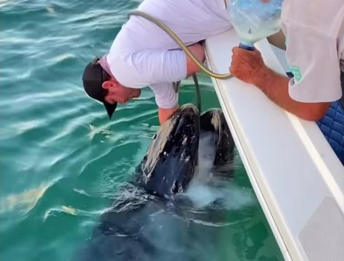 baleineau-martinique|baleineau-martinique