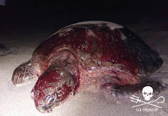 massacre tortue ocean torture|massacre tortue ocean nyamba|massacre tortue ocean horreur