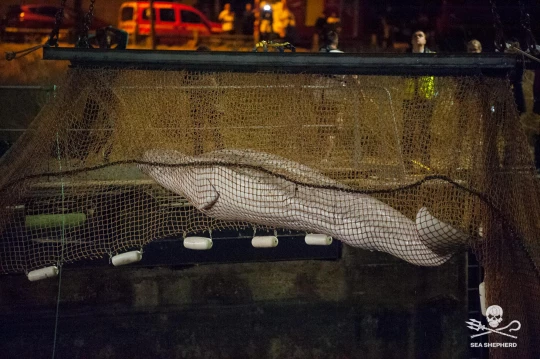 beluga ong france|beluga association mer