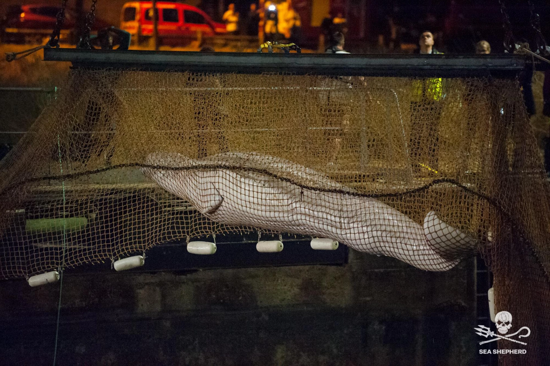 beluga ong france|beluga association mer
