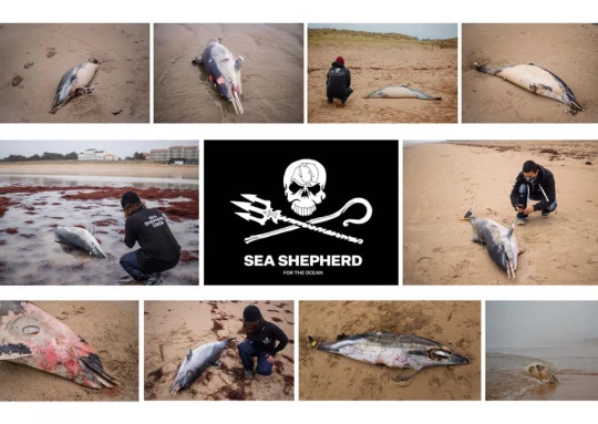 dauphin ocean association ong