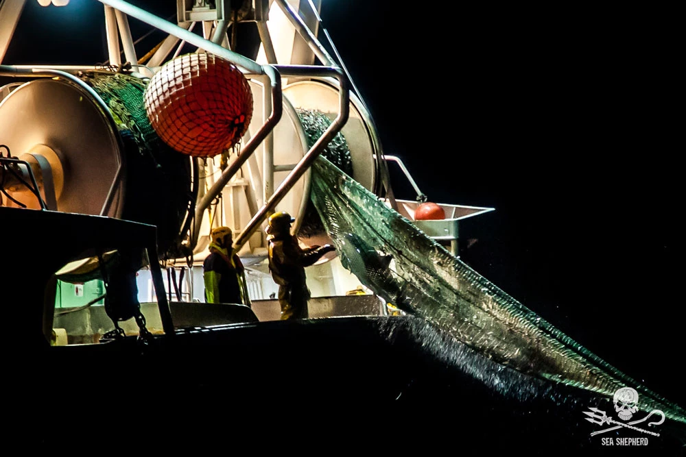 dauphins pris au piège de chalutiers association|dauphins pris au piège de chalutiers france