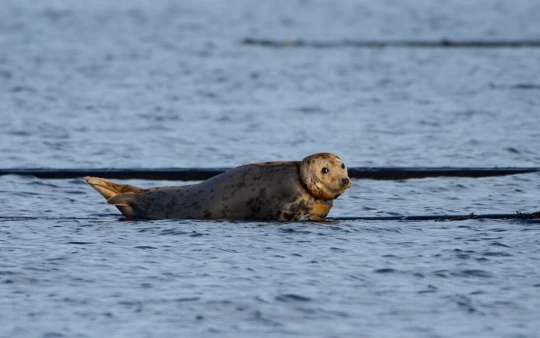 Hopewell sauvetage phoque plateforme cagnotte|Hopewell sauvetage phoque plateforme cagnotte|Hopewell sauvetage phoque plateforme cagnotte|Hopewell sauvetage phoque plateforme cagnotte|Hopewell sauvetage phoque plateforme cagnotte|Hopewell sauvetage phoque plateforme cagnotte|Hopewell sauvetage phoque plateforme cagnotte