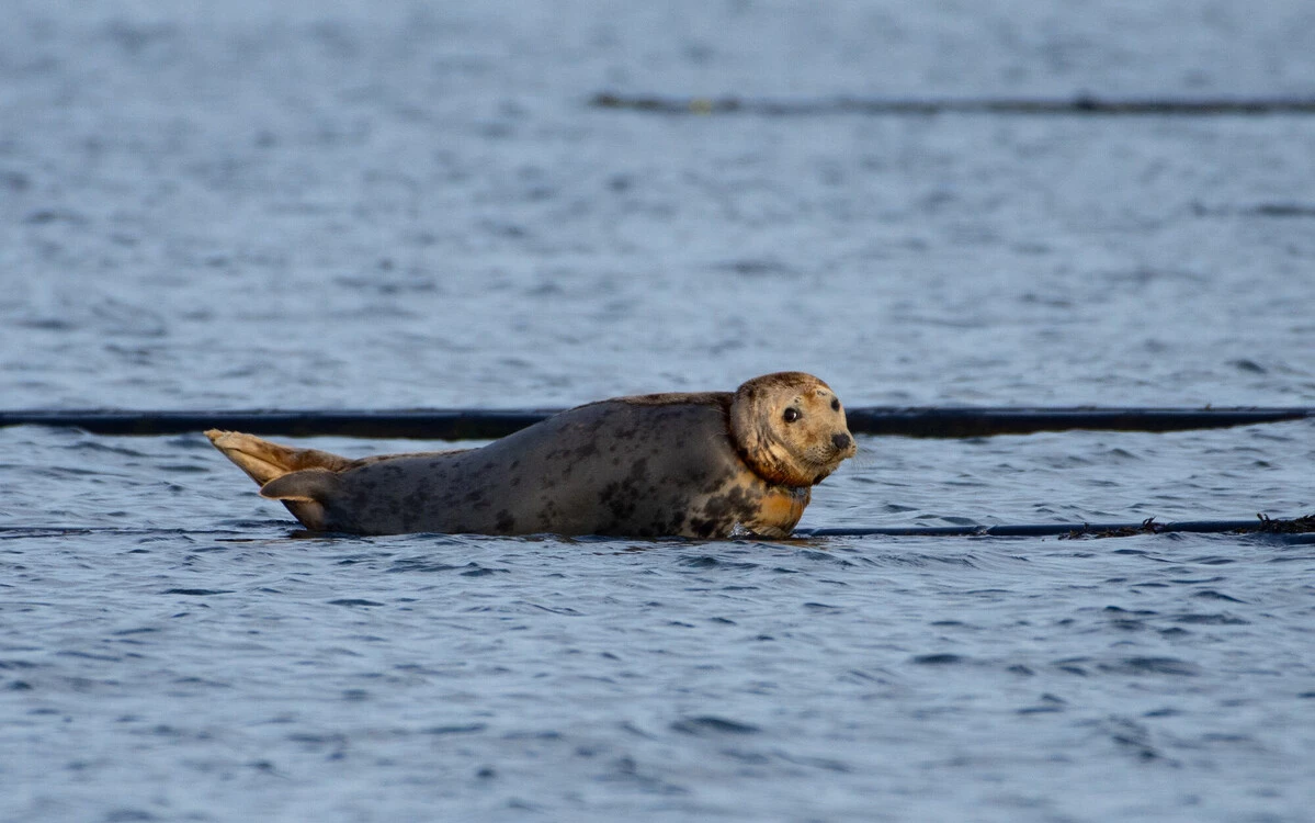 Hopewell sauvetage phoque plateforme cagnotte|Hopewell sauvetage phoque plateforme cagnotte|Hopewell sauvetage phoque plateforme cagnotte|Hopewell sauvetage phoque plateforme cagnotte|Hopewell sauvetage phoque plateforme cagnotte|Hopewell sauvetage phoque plateforme cagnotte|Hopewell sauvetage phoque plateforme cagnotte
