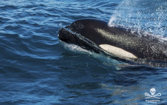 Save the Iberian Orcas Orques|Save the Iberian Orcas Orques|Save the Iberian Orcas Orques|Save the Iberian Orcas Orques Lamya Essemlali Janek André|Save the Iberian Orcas Orques|Save the Iberian Orcas Orques Walrus WeWhale