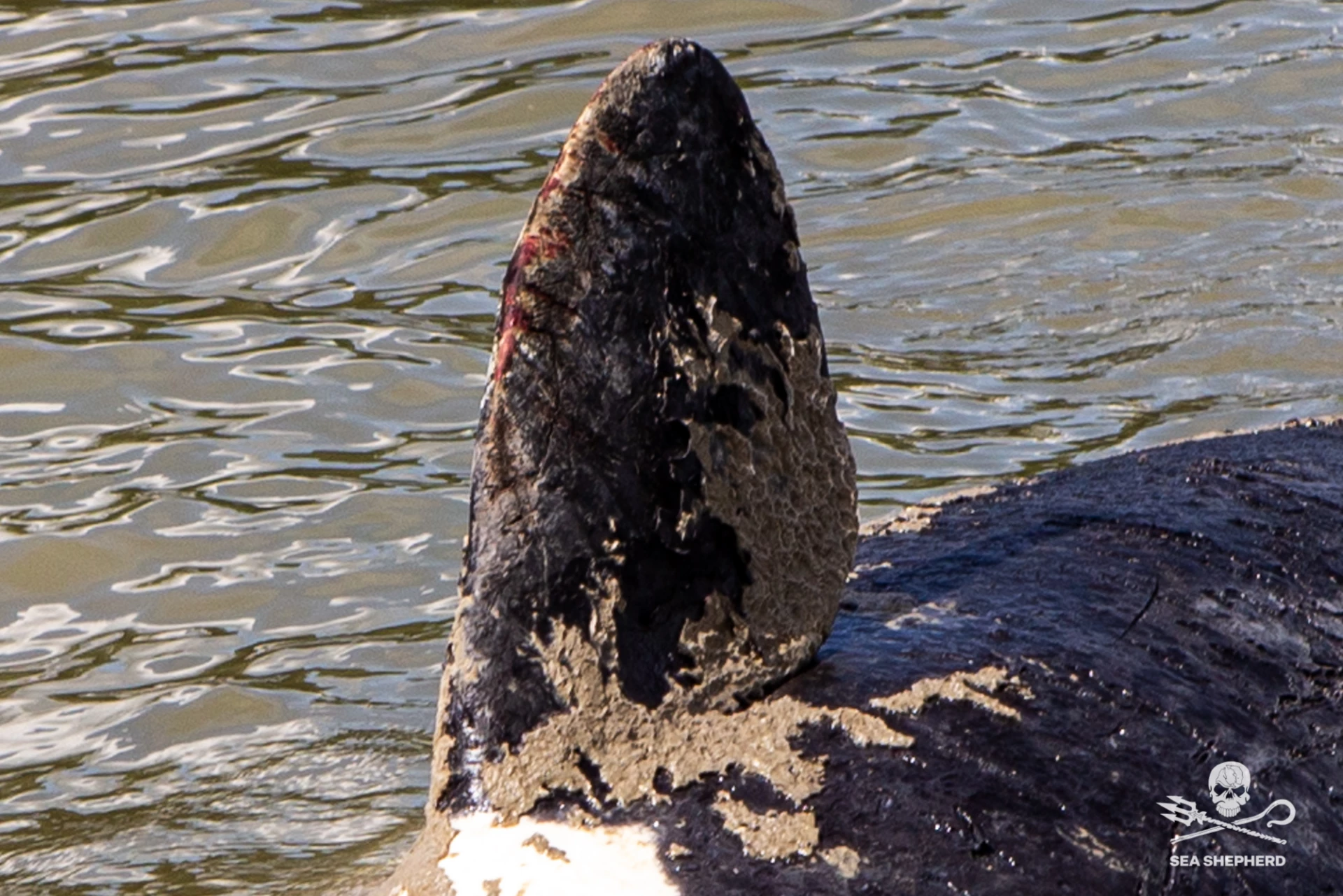 dead killer whale on the Seine river france