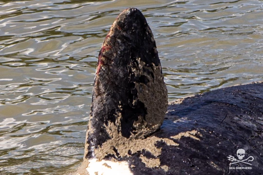 dead killer whale on the Seine river france
