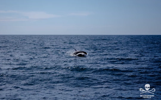 Save the Iberian Orcas Orques||Save the Iberian Orcas Orques|Save the Iberian Orcas Orques