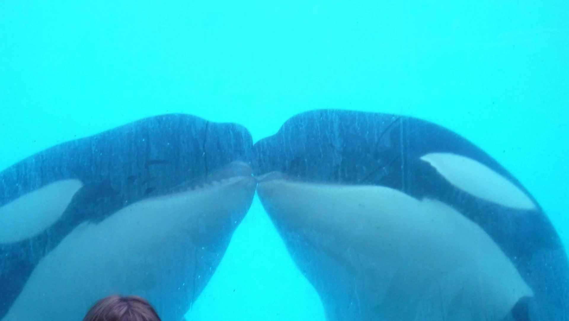 Marineland fermeture bien-être animal sanctuaire maltraitance