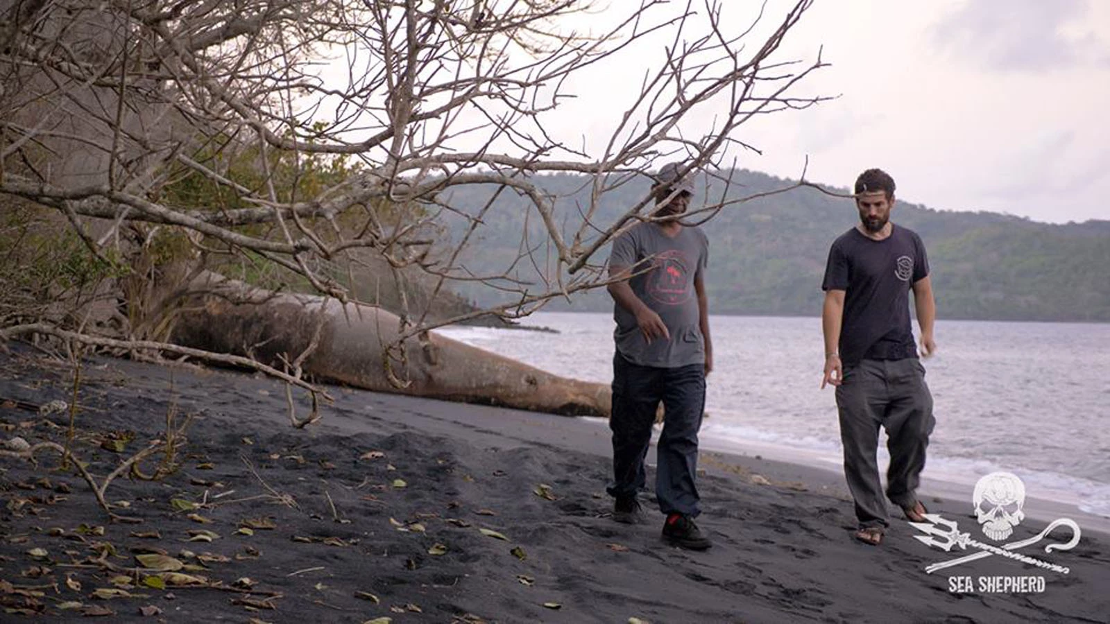 tortue tuée ile france|tortue tuée ile carapace association dons|tortue tuée ile carapace association