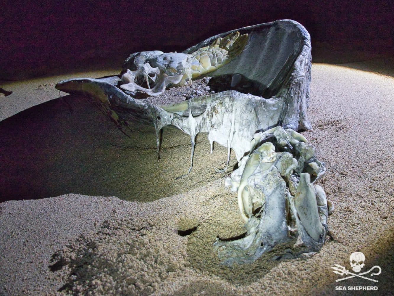 Patrouille macabre sur la plage de Papani association||||Patrouille macabre sur la plage de Papani tortue dons asso sea|Patrouille macabre sur la plage de Papani tortue shepherd|Patrouille macabre sur la plage de Papani tortue dons