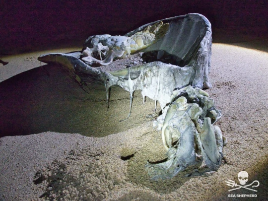 Patrouille macabre sur la plage de Papani association||||Patrouille macabre sur la plage de Papani tortue dons asso sea|Patrouille macabre sur la plage de Papani tortue shepherd|Patrouille macabre sur la plage de Papani tortue dons