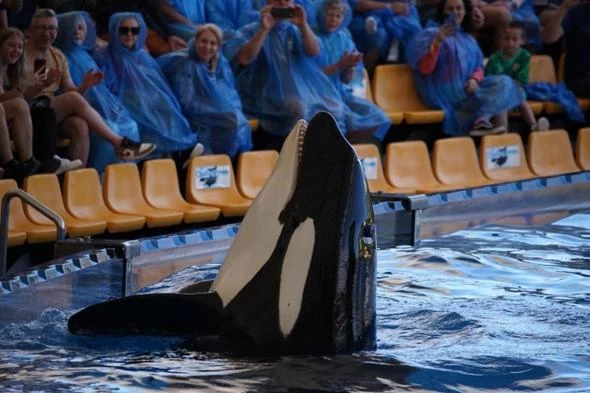 espagne marineland rapport Loro parque