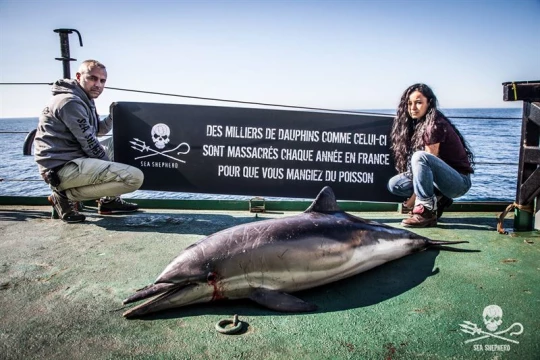 Réaction aux solutions proposées par Edouard Philippe pour enrayer l'hécatombe de dauphins france