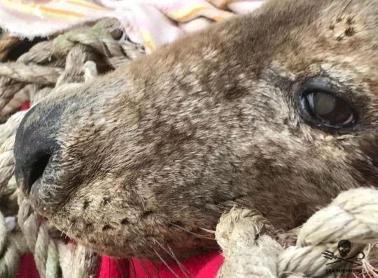 Phoque Etretat|Le phoque échoué à Etretat|Le phoque échoué à Etretat|Phoque déplacé à l'aide d'un filet|Le phoque échoué à Etretat sous une couverture|Périmètre de sécurité autour du phoque|Le phoque échoué à Etretat sous une couverture|Le phoque échoué à Etretat||Marquage du phoque à la ageoire postérieure gauche|Habitants d'Étretat passant la nuit au chevet du phoque sur la plage en attendant notre capacitaire|A Kilnsea, un phoque adulte échoué|A Kilnsea, un phoque adulte échoué|Photos du signalement envoyées par nos sympathisants le 30/01/2023||Photos du signalement envoyées par nos sympathisants le 30/01/2023|
