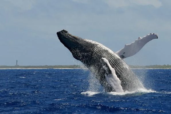 Test sismiques collectifs d'associations antilles cétacés|Test sismiques collectifs d'associations antilles cétacés