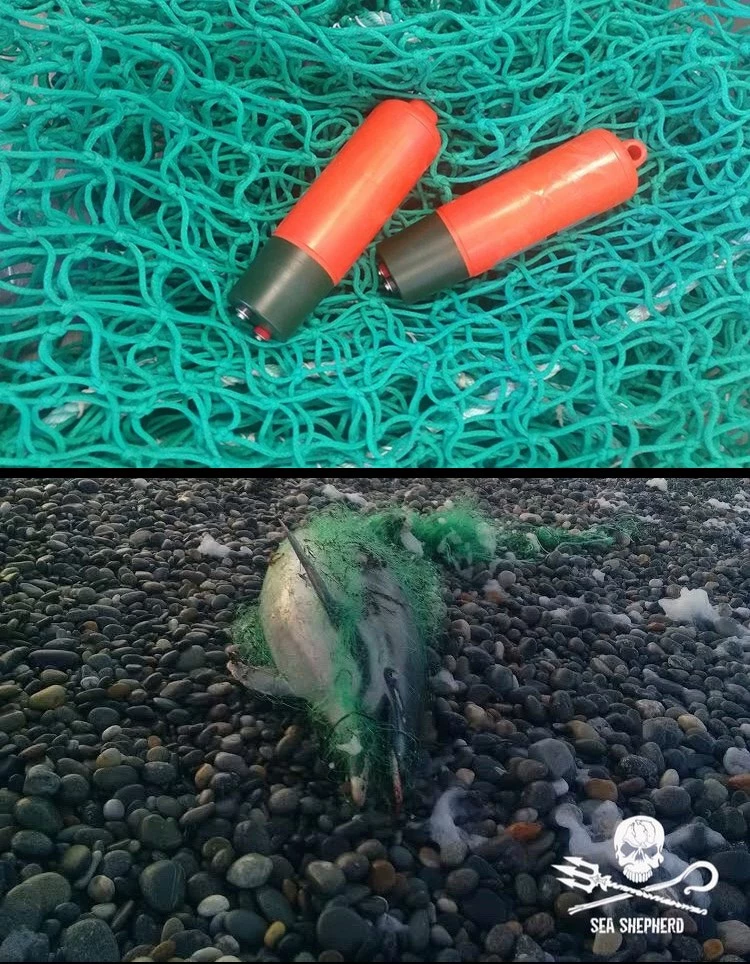 dauphin ocean association aide