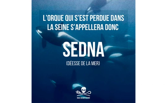 sea sheperd Sedna|protection ocean france