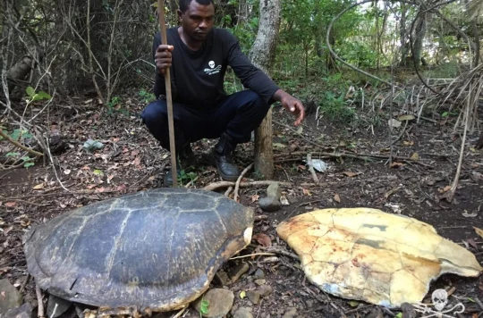 Sea Shepherd découvre un charnier de tortues marines à Mayotte aides defense