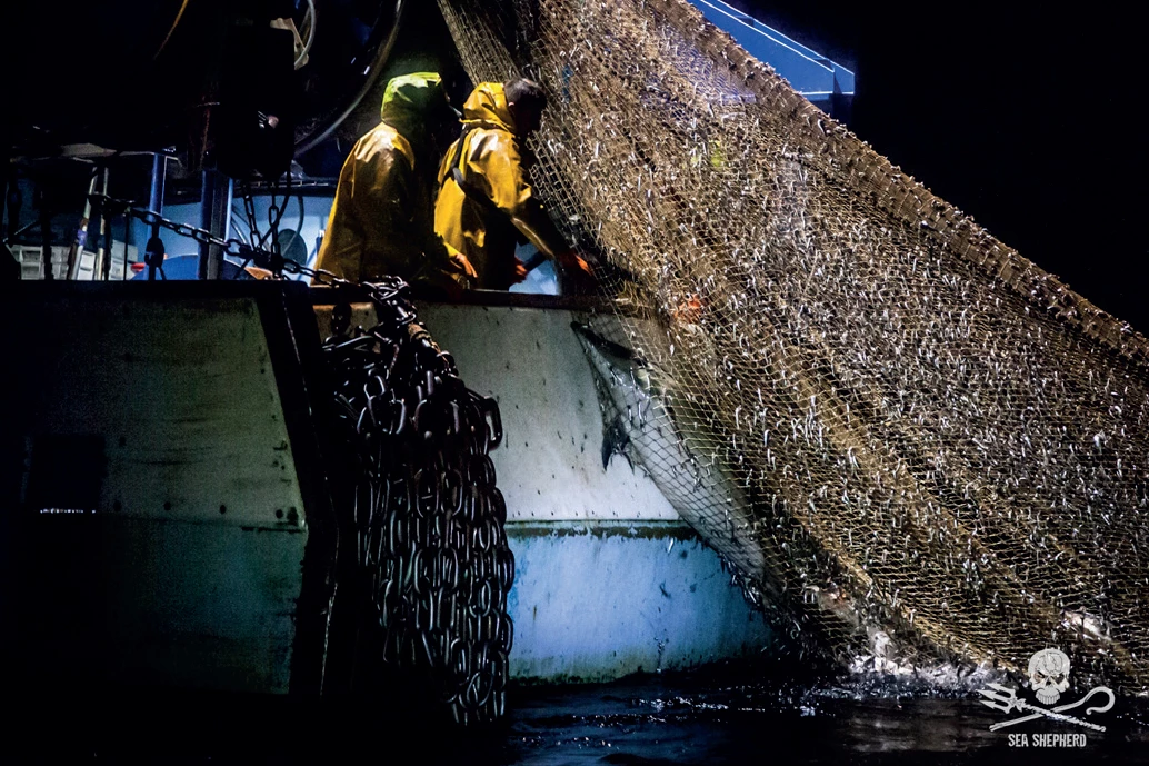 peche dauphin mer defense don asso france