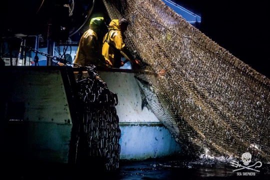 peche dauphin mer defense don asso france