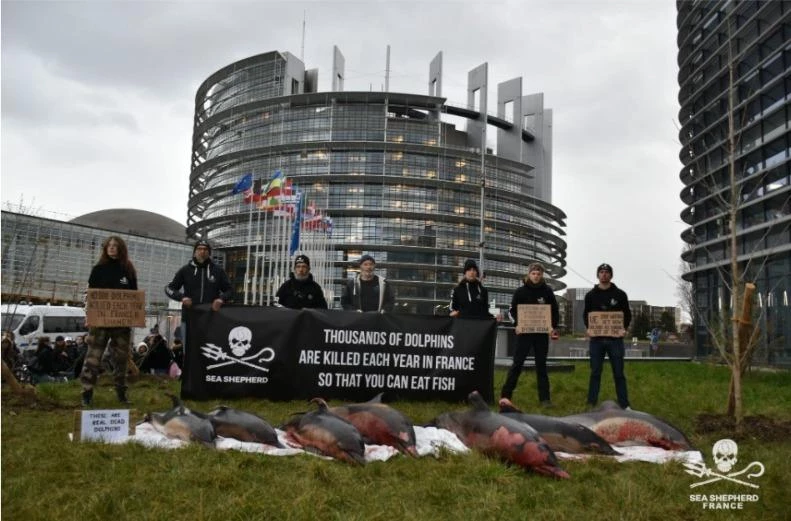 Dénoncer devant le Parlement européen|UE stop waiting|Dauphin tué par la pêche|Dauphin victime de la pêche|10 000 dauphins tués chaque année|L'océan meurt|Mise en place des dauphins morts|Sang de dauphin sur les mains|Dauphin mort porté