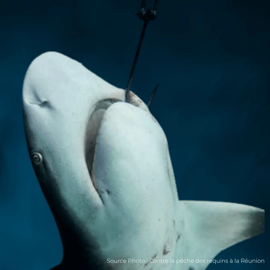 Contre la pêche des requins à la Réunion