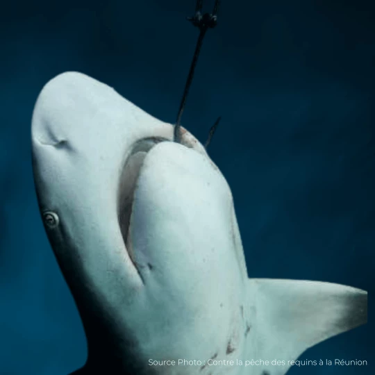 Contre la pêche des requins à la Réunion