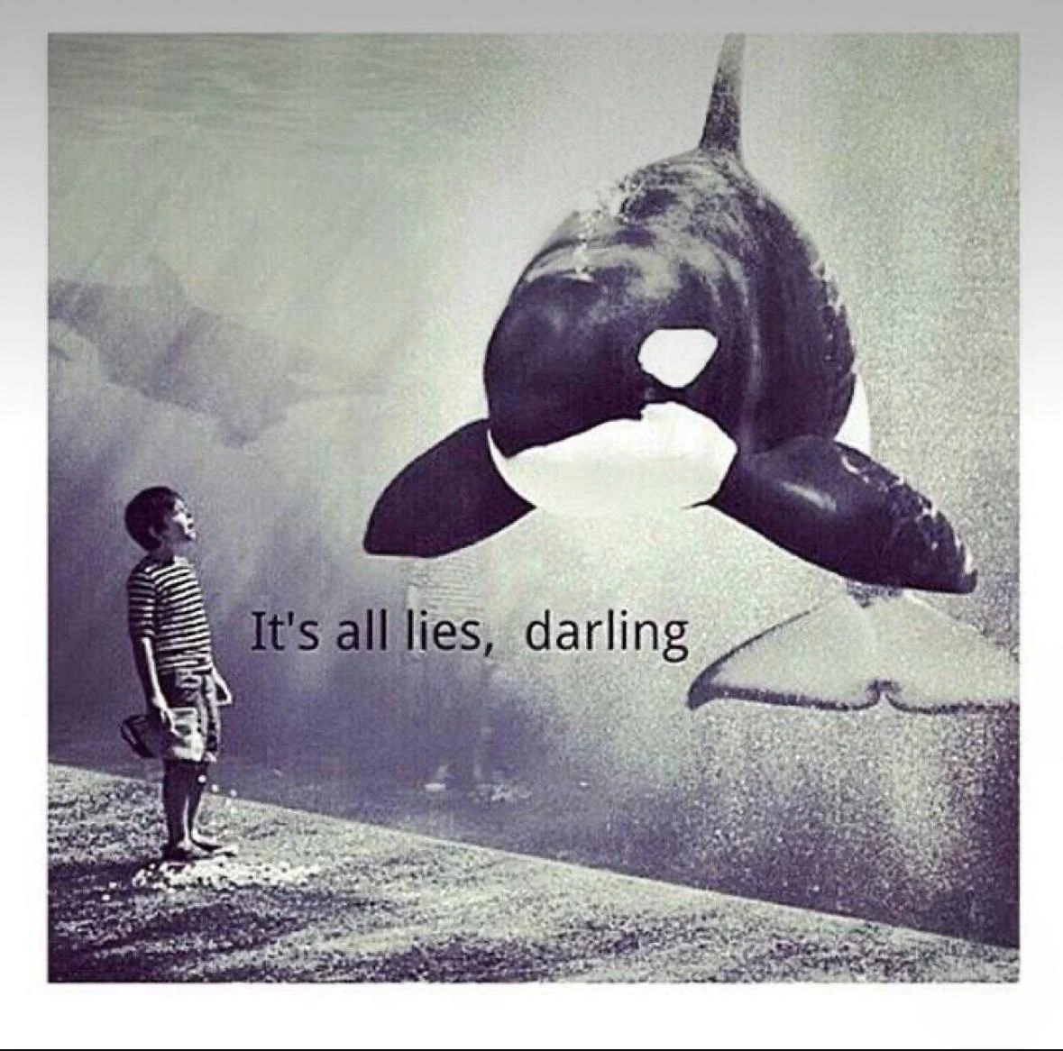 Lettre ouverte cétacés orques dauphins Marineland|Lettre ouverte cétacés orques dauphins Marineland Espagne transfert