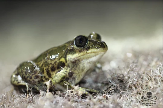 Pélobate cultripède|Lézard ocellé