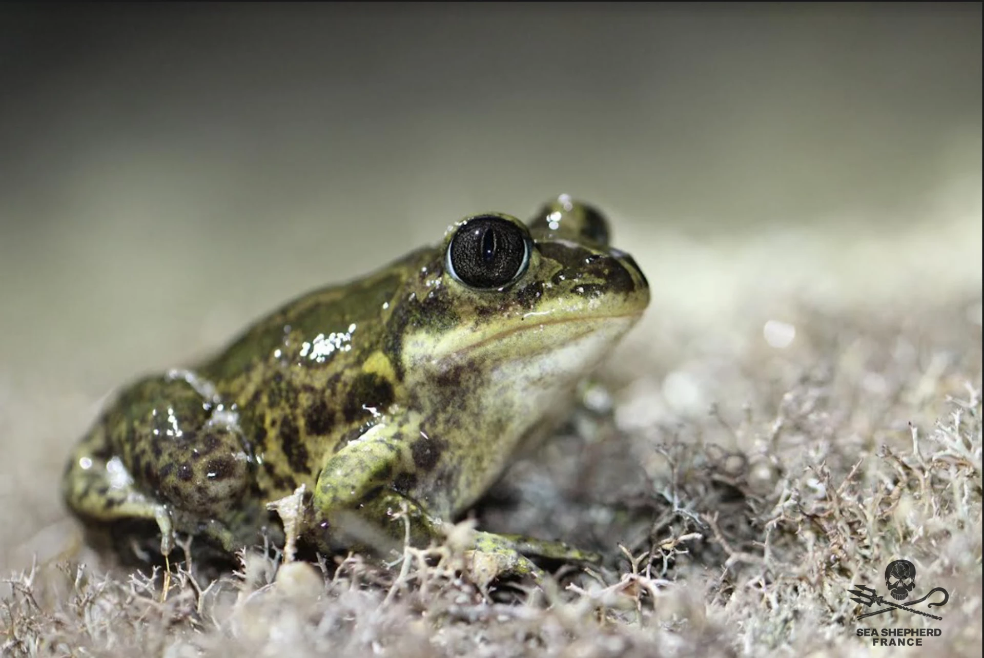 Pélobate cultripède|Lézard ocellé