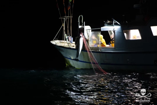 Bateau remontant un dauphin dans ses filets